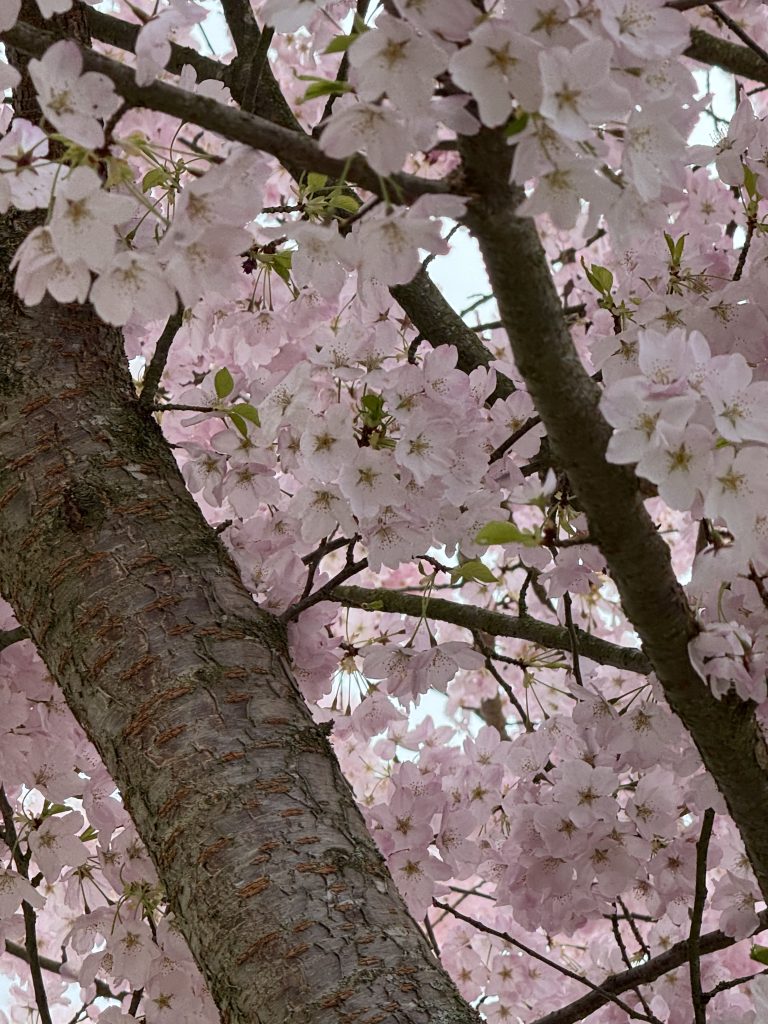 Cherry blossoms in bloom
